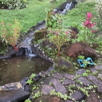 The gardens