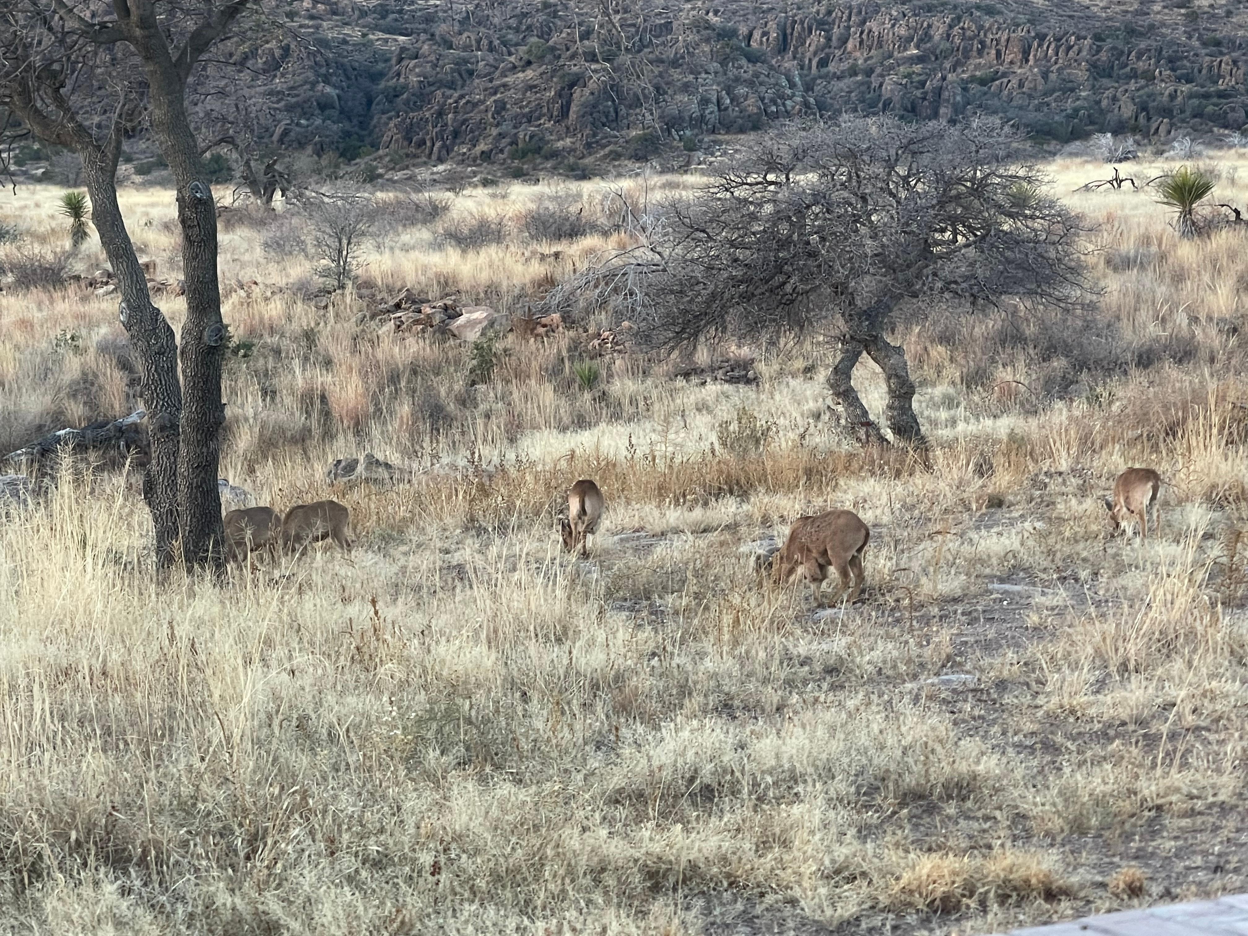 View of Pronghorn sheep directly behind our studio!