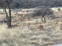 View of Pronghorn sheep directly behind our studio!