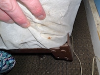 Bed bug feces