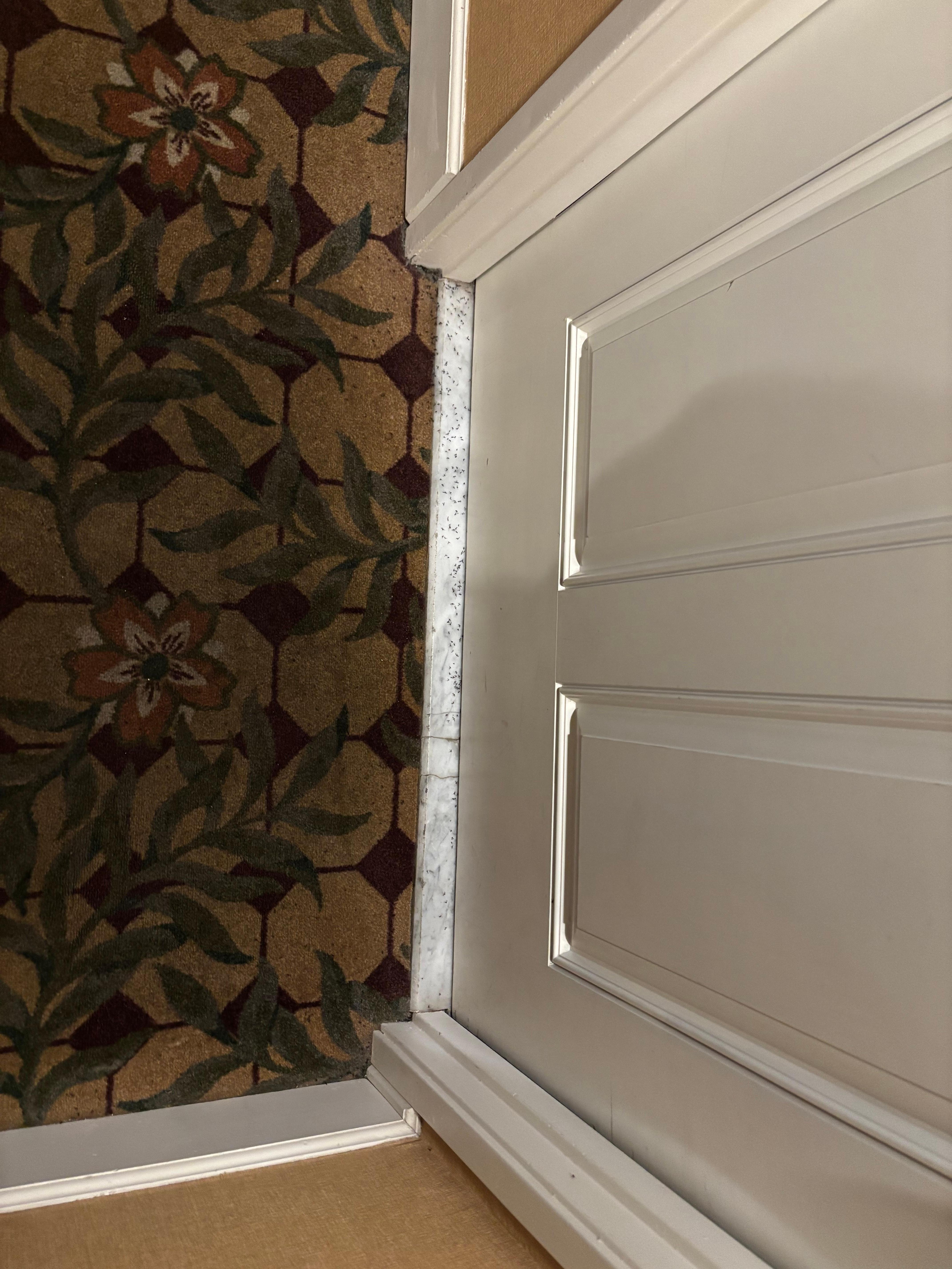 This was our front door in the morning. The previous night housekeeping had just vacuumed the bugs.