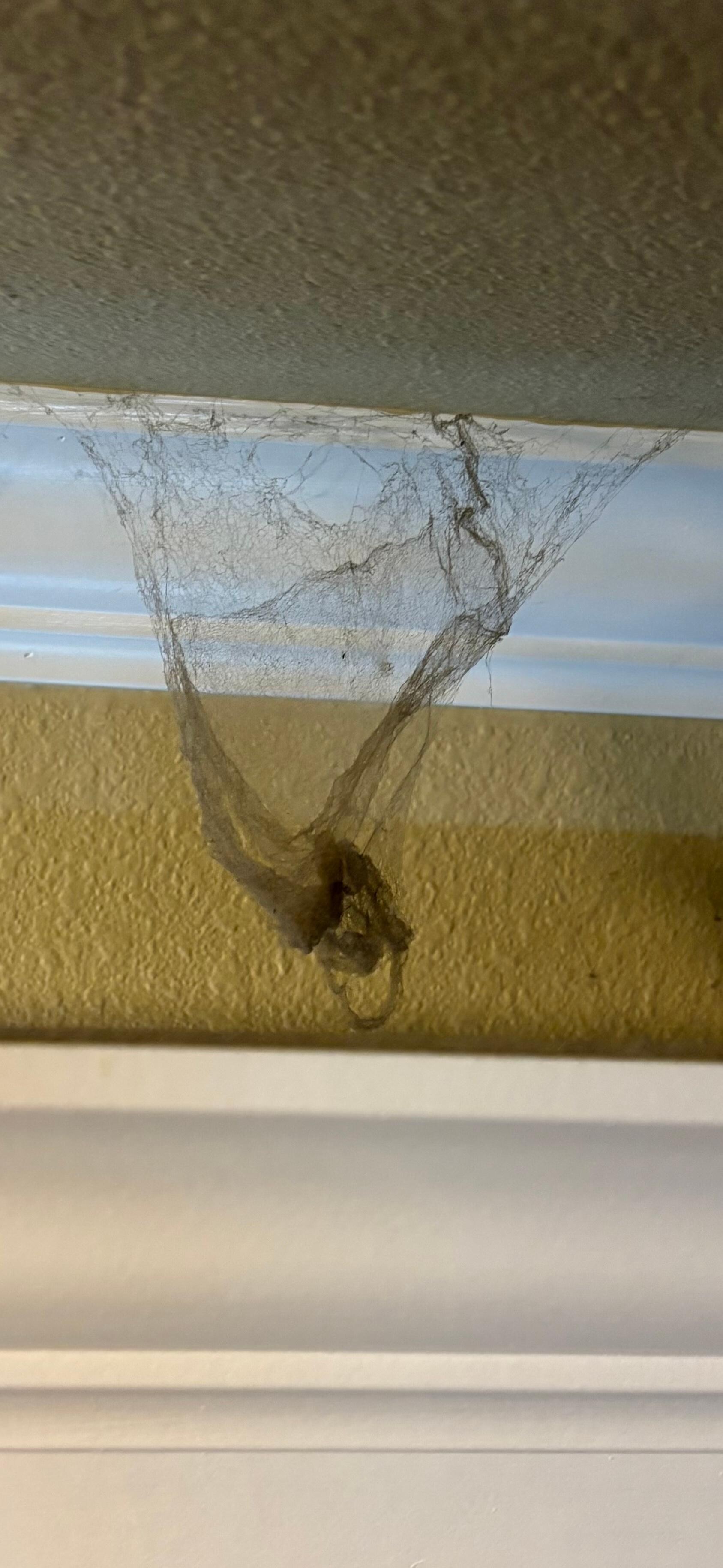 huge old spider web on wall