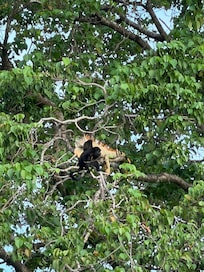 Monkeys and Iguana
