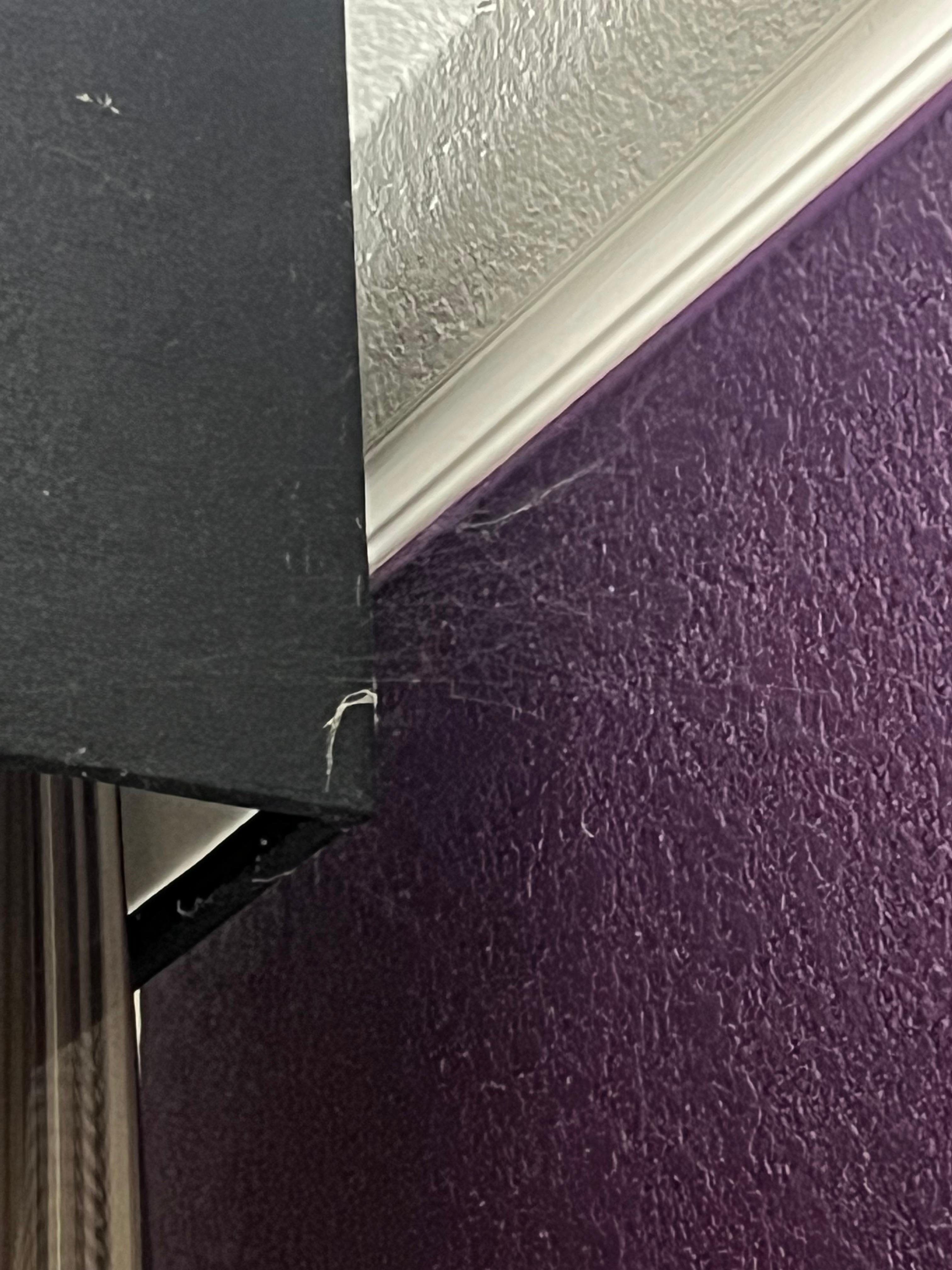 Cobwebs at their finest. 