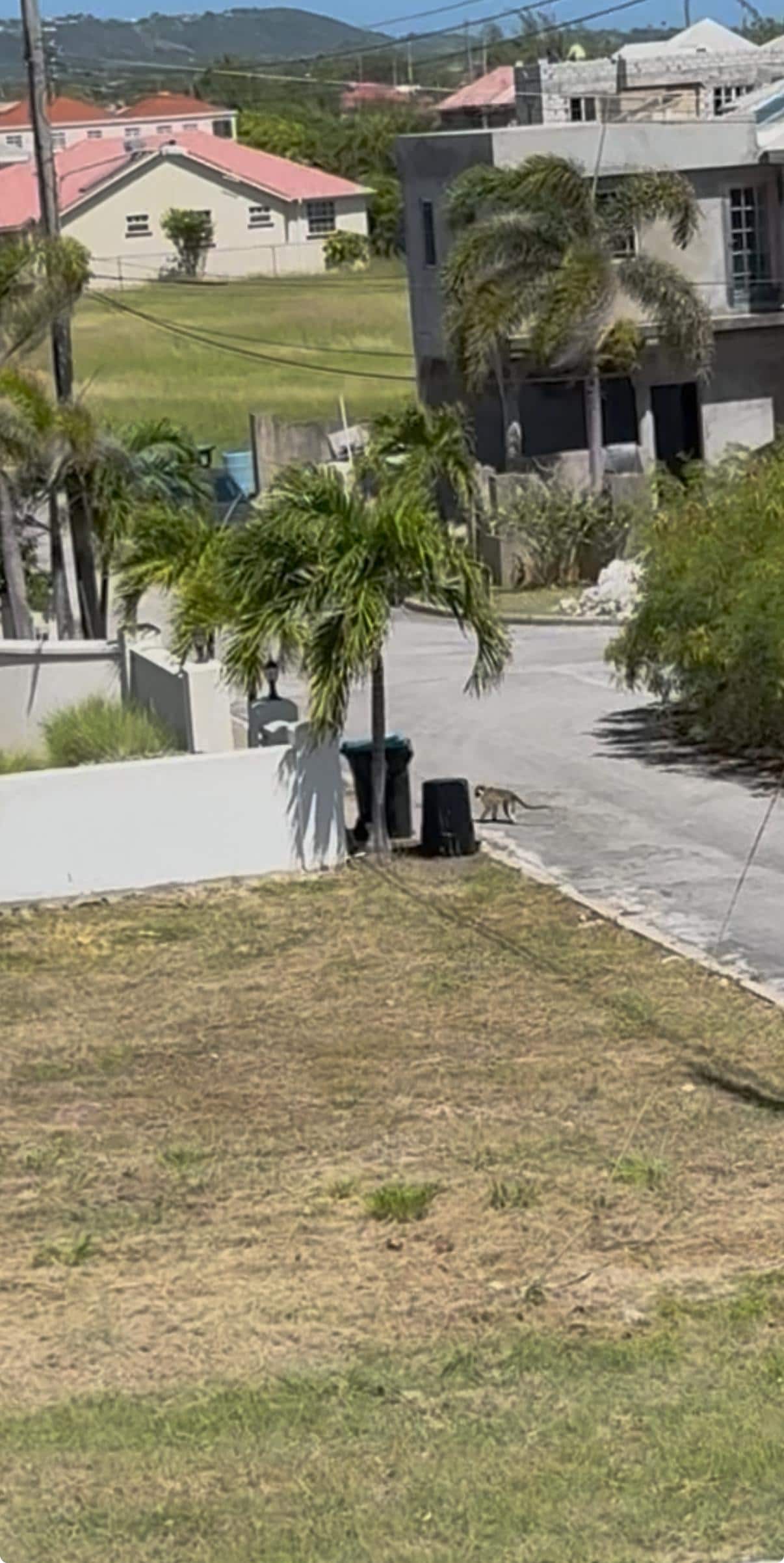 Monkey running around 