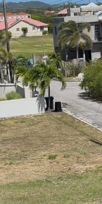 Monkey running around