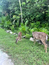 So many wildlife and let’s not forget the iguanas