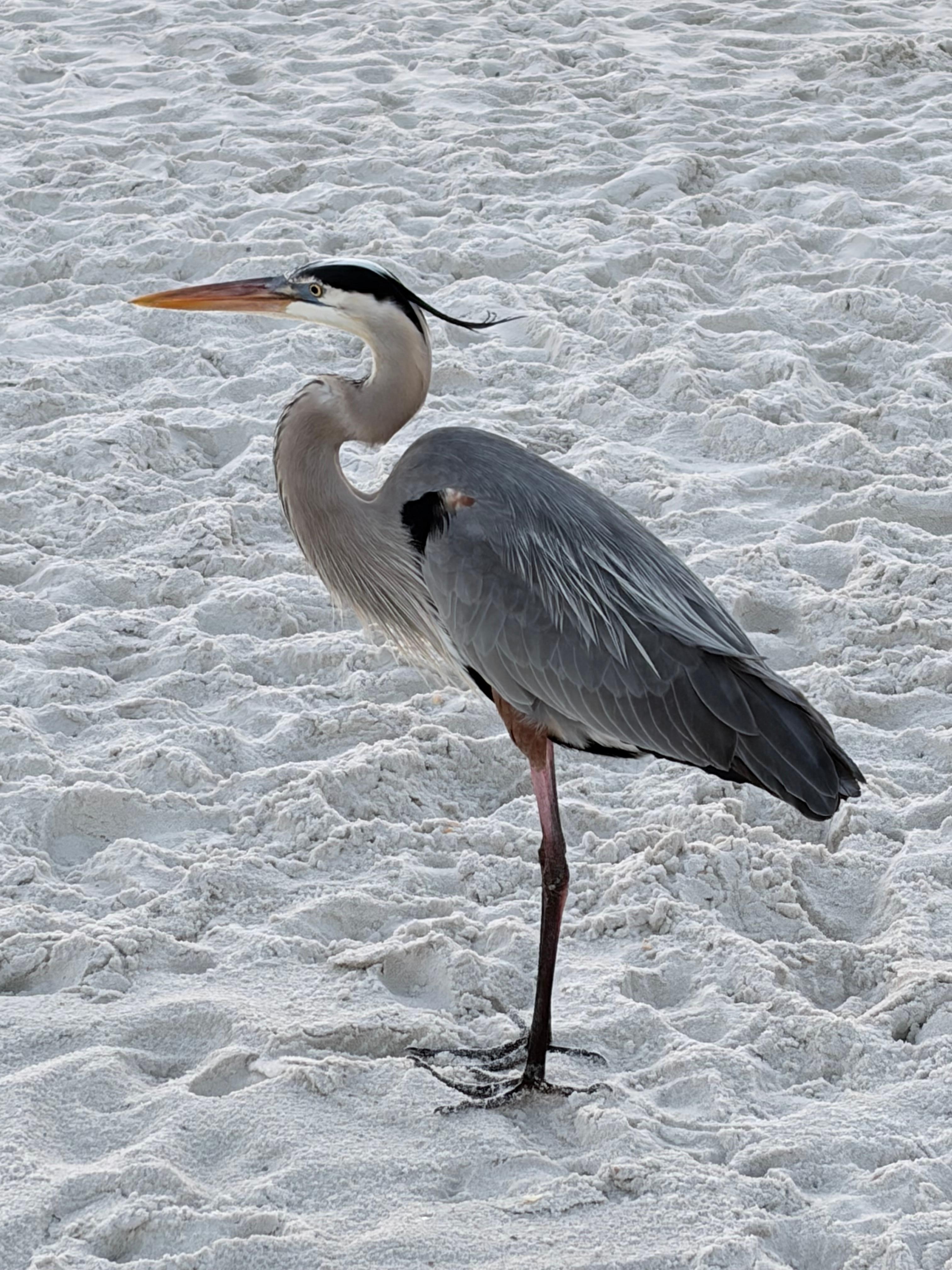 Fred the local celebrity!