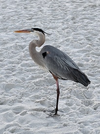 Fred the local celebrity!