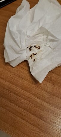 Insetos que matamos no primeiro quarto