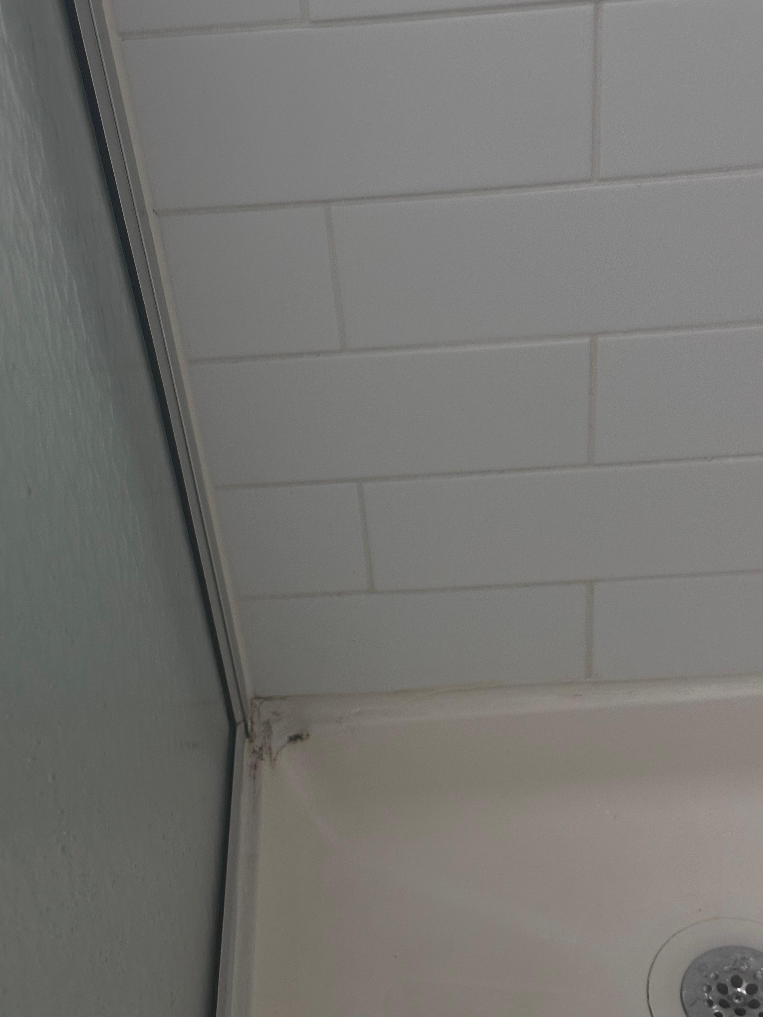Mold 