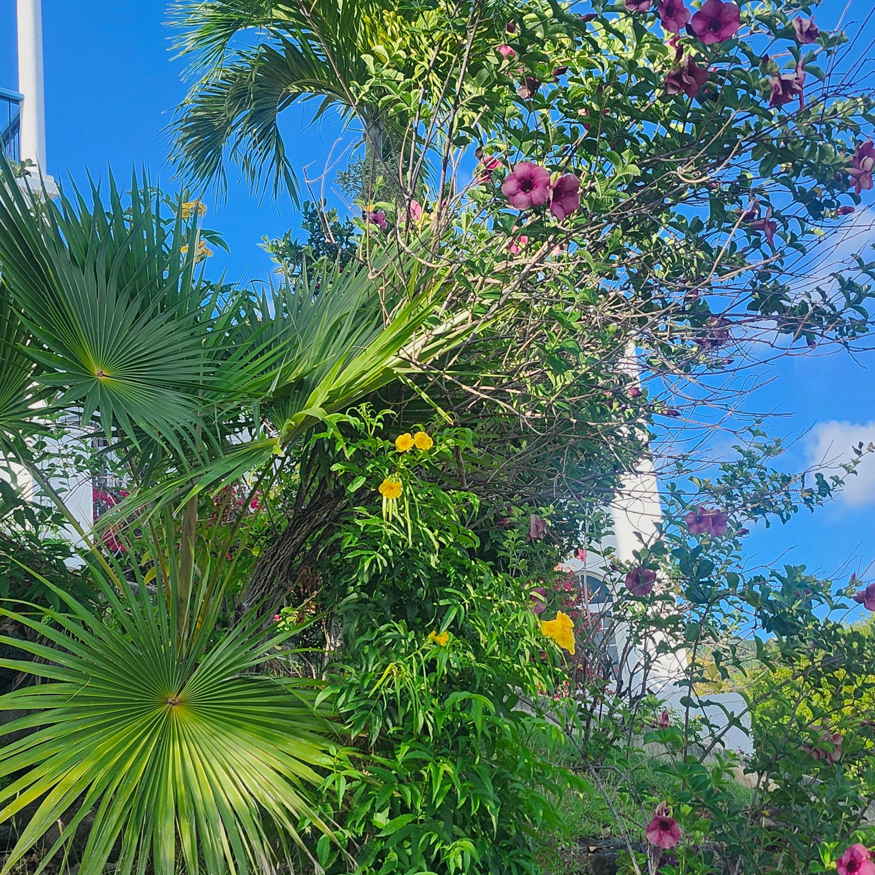 They also have beautiful plants and tree's all around 