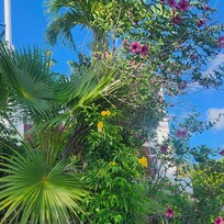 They also have beautiful plants and tree's all around