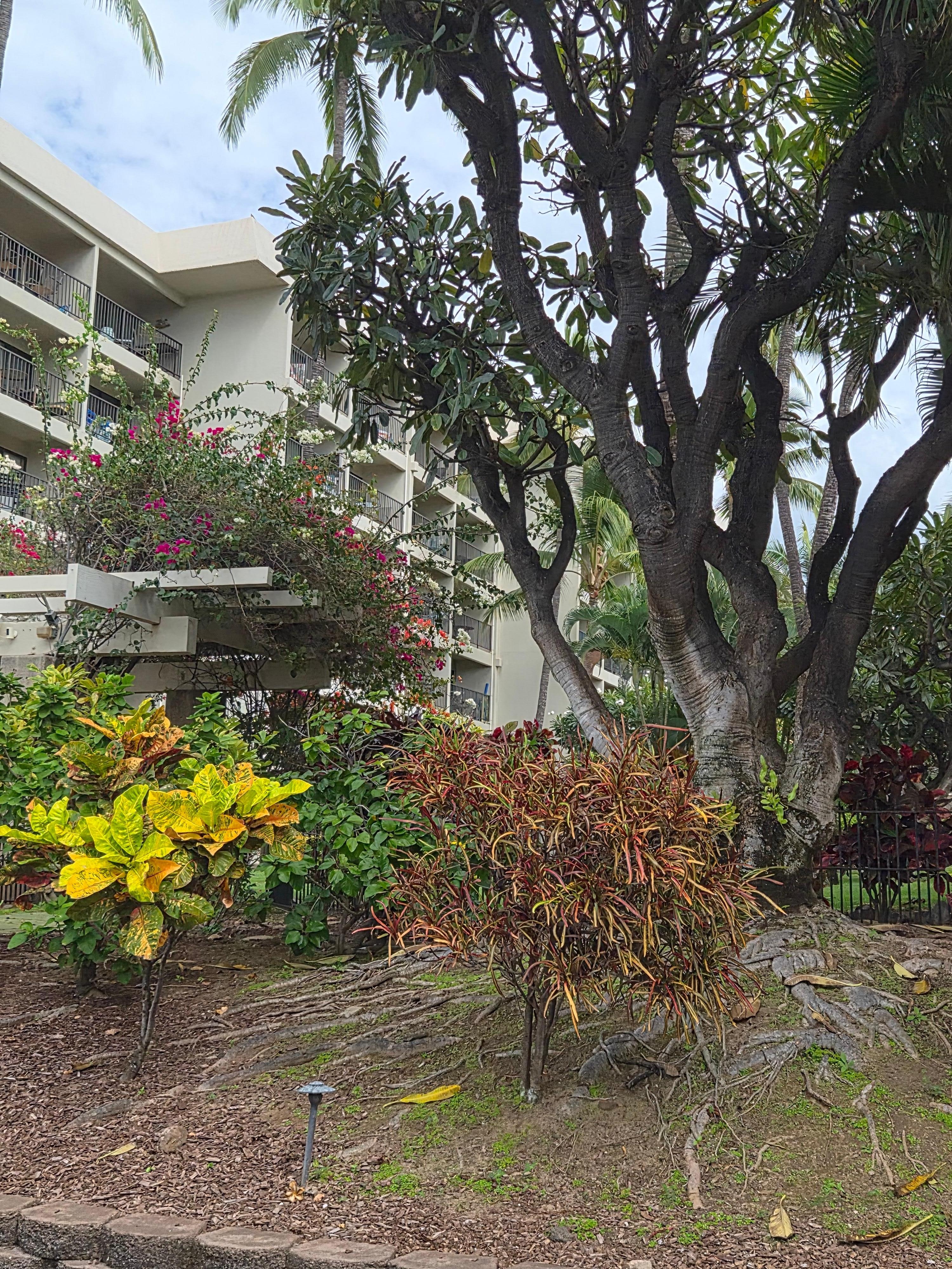 Looking at condo from pool.