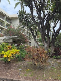 Looking at condo from pool.