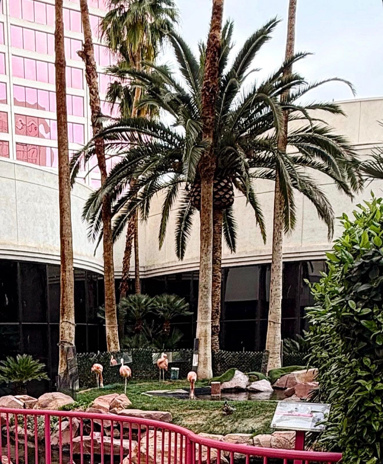 Flamingo habitat 