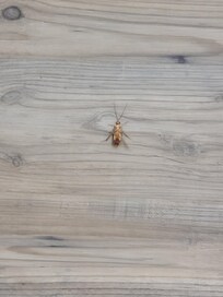 Cockroaches