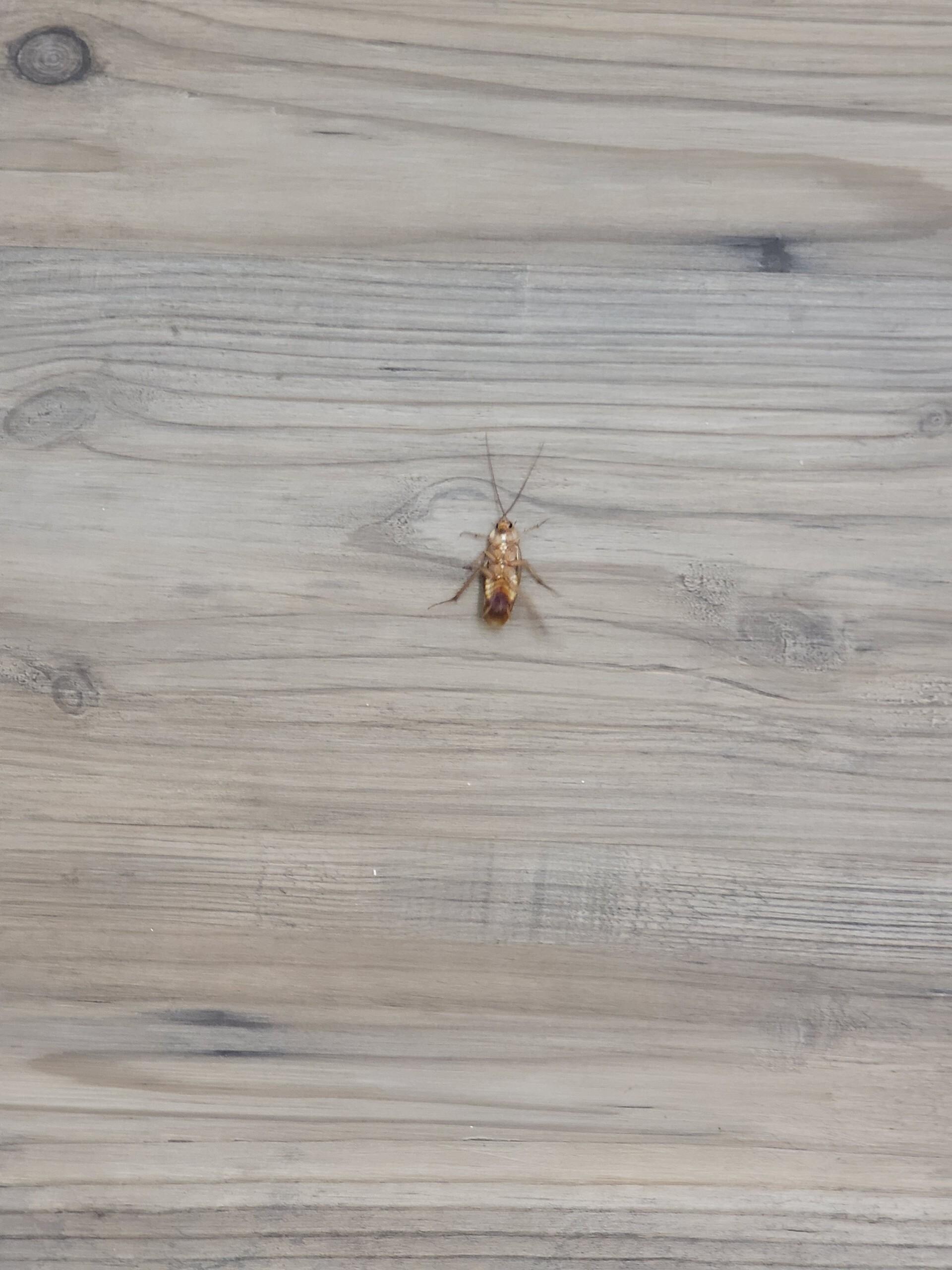 Cockroaches