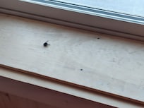Dead flies and dust on the window sills.