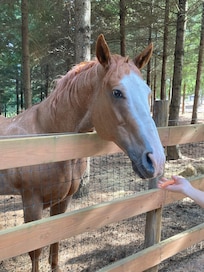 nice horsey