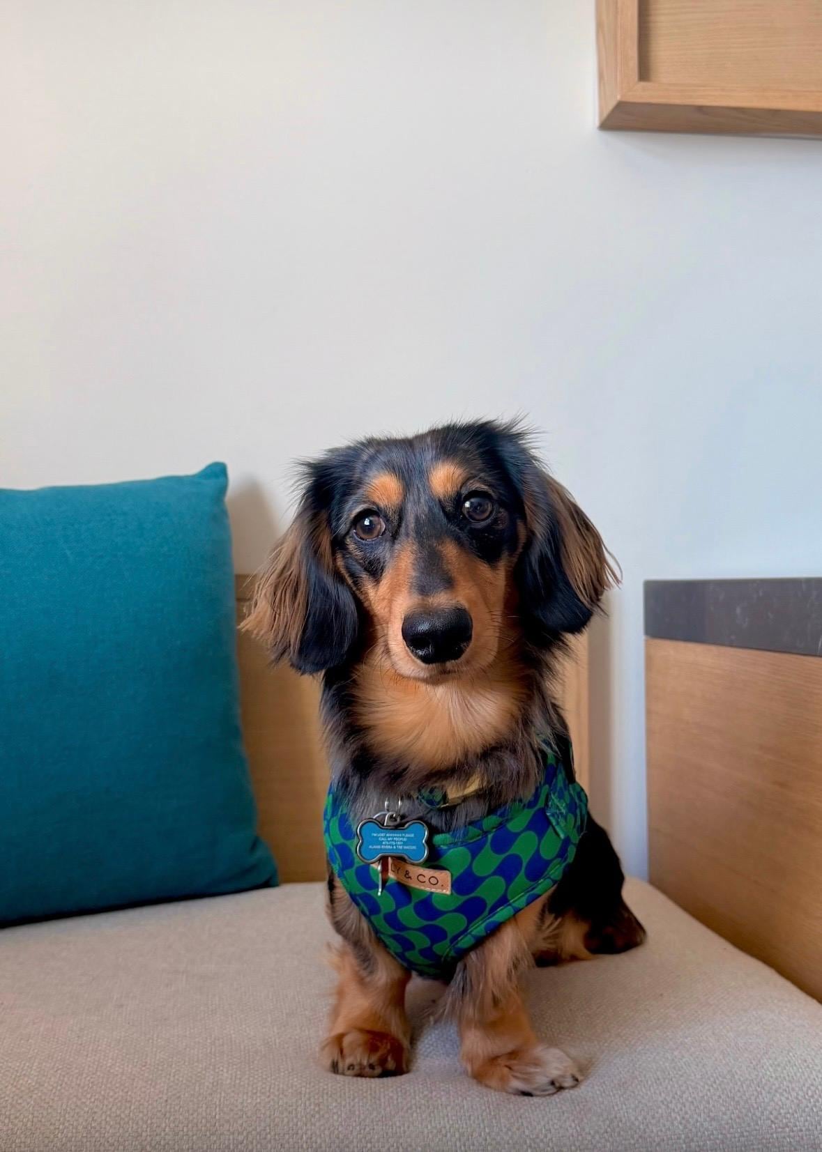 Sobre todo recibieron a nuestro Chase como como huésped más 😍