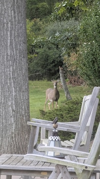 Deer family saying good morning.