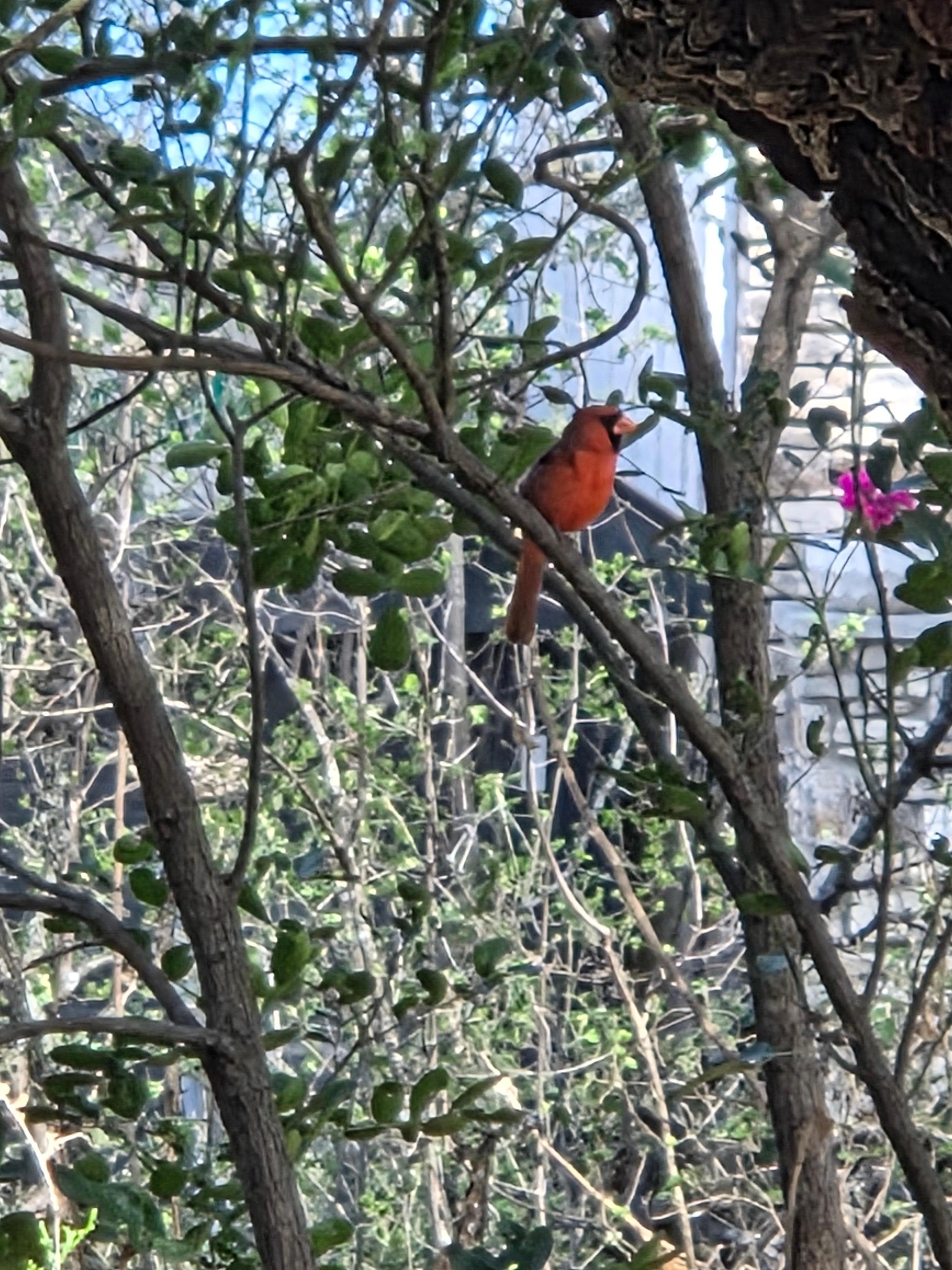 This Beautiful Cardinal visited me twice in one day! 🥰