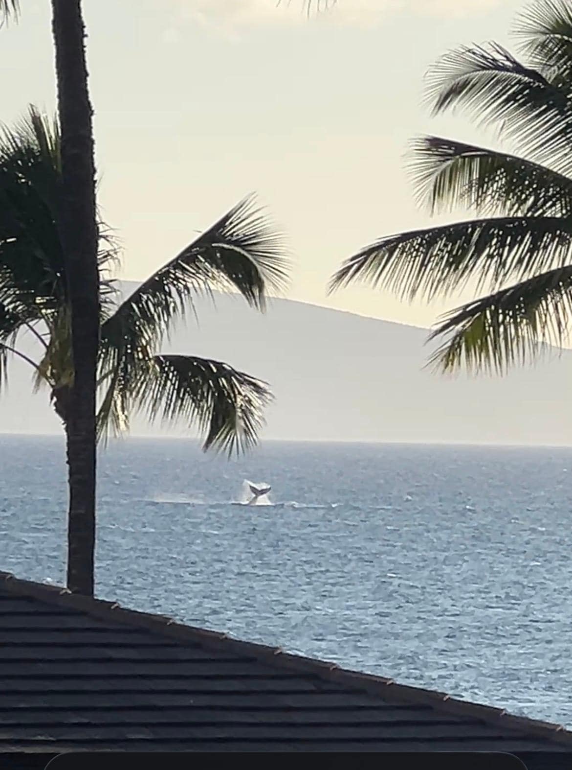 Wonderful place for whale watching from the patio. 