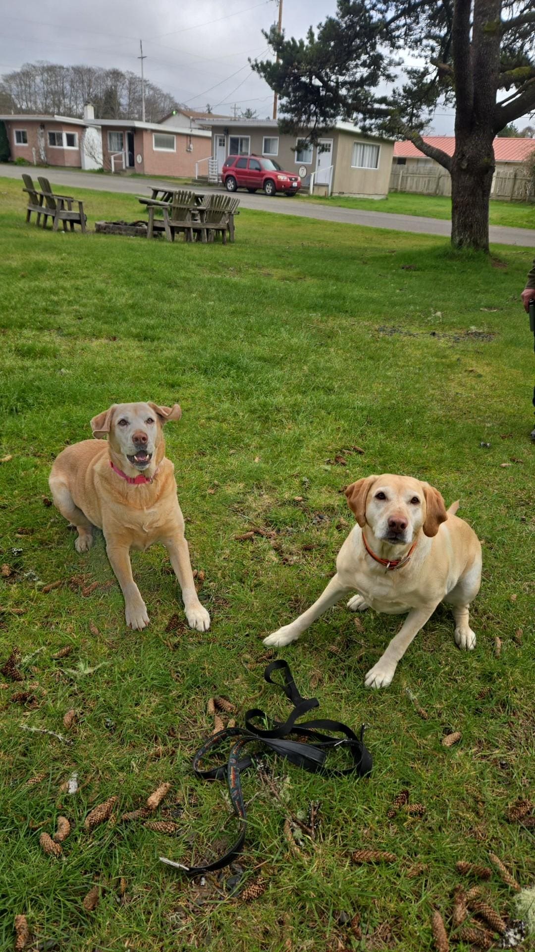 Yard and picnic table along with fire pit