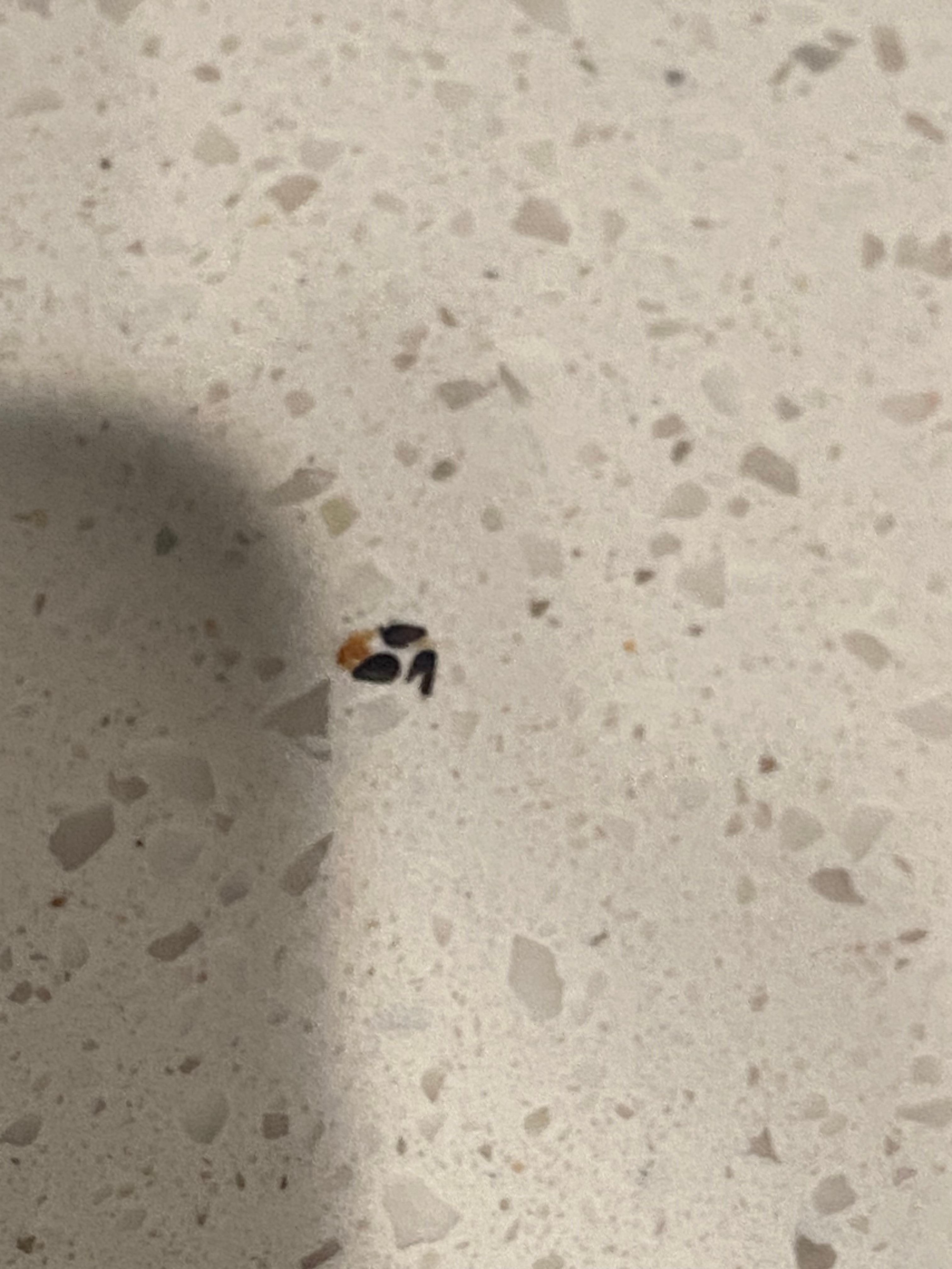 Mouse droppings under the microwave