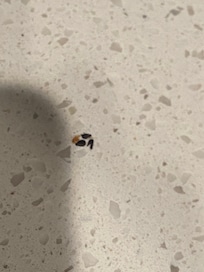 Mouse droppings under the microwave