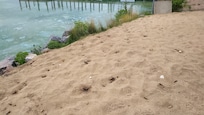 Lakeside area showing blue green algae and sandy beach area with uncleaned animal feces.
