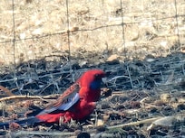 So many birds to watch too!