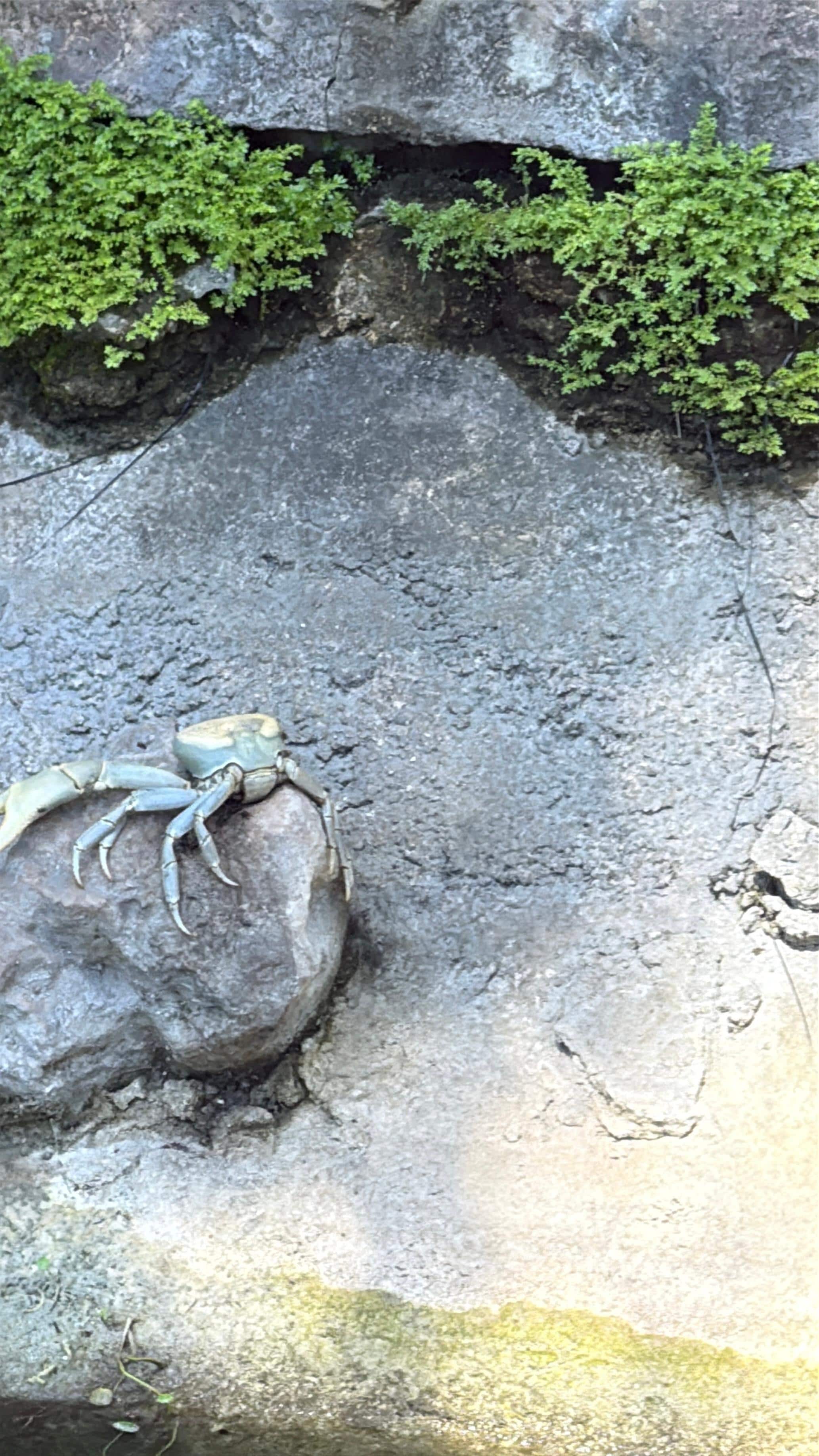 Here he is, our friend