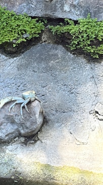 Here he is, our friend