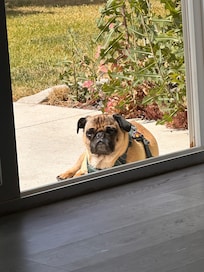 Stewie liked to lay in the open doorway and watch what was going on