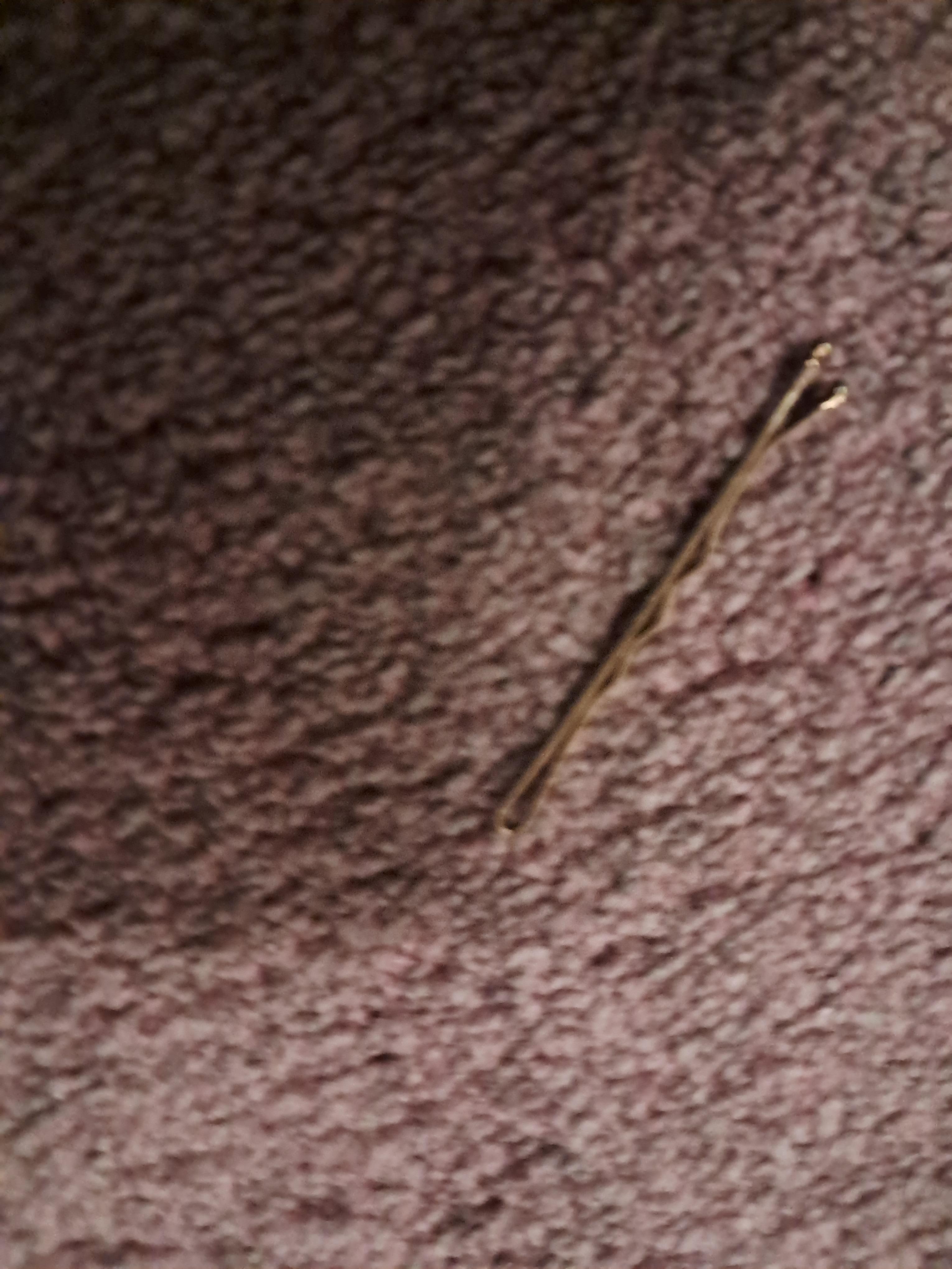 Carper hadnt been vacuumed