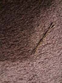 Carper hadnt been vacuumed