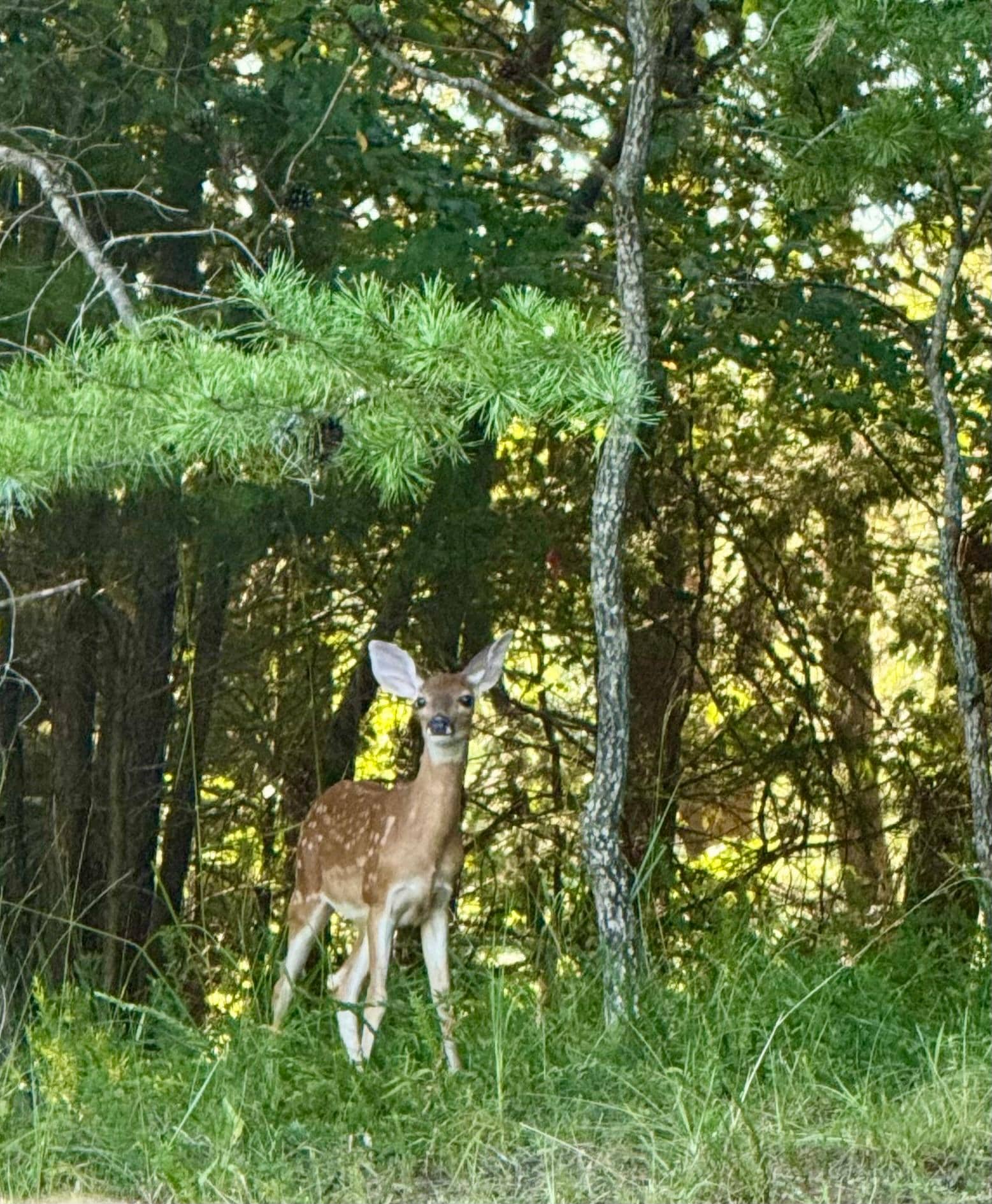 Sweet little fawn following behind Momma deer. 