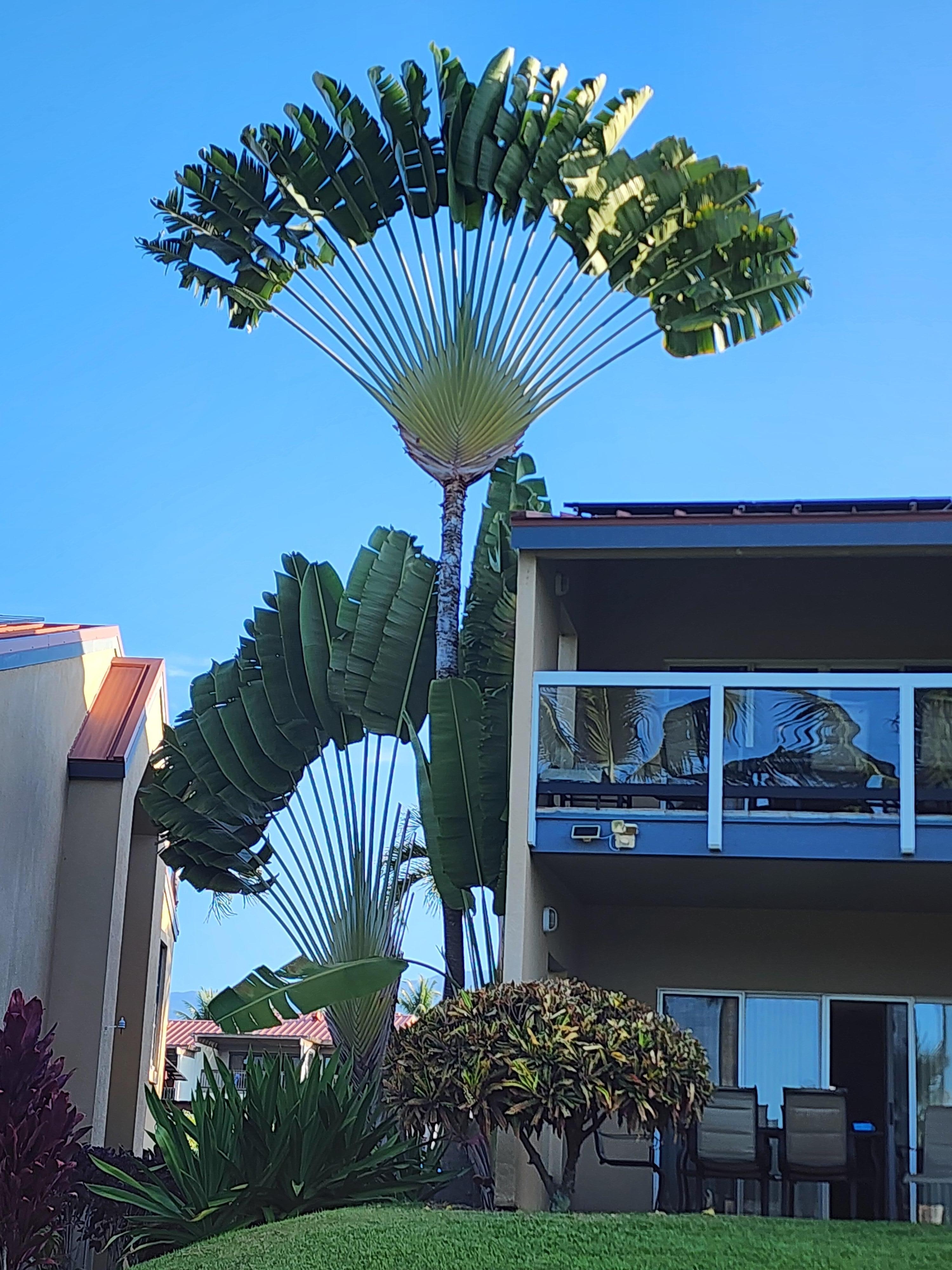Palm tree