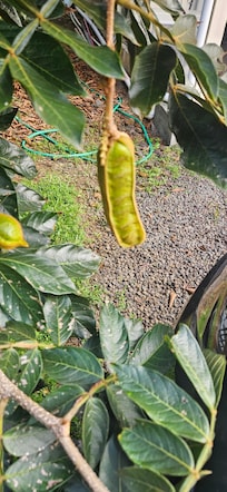 Ice Cream Pod, delicious