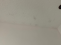 More mold