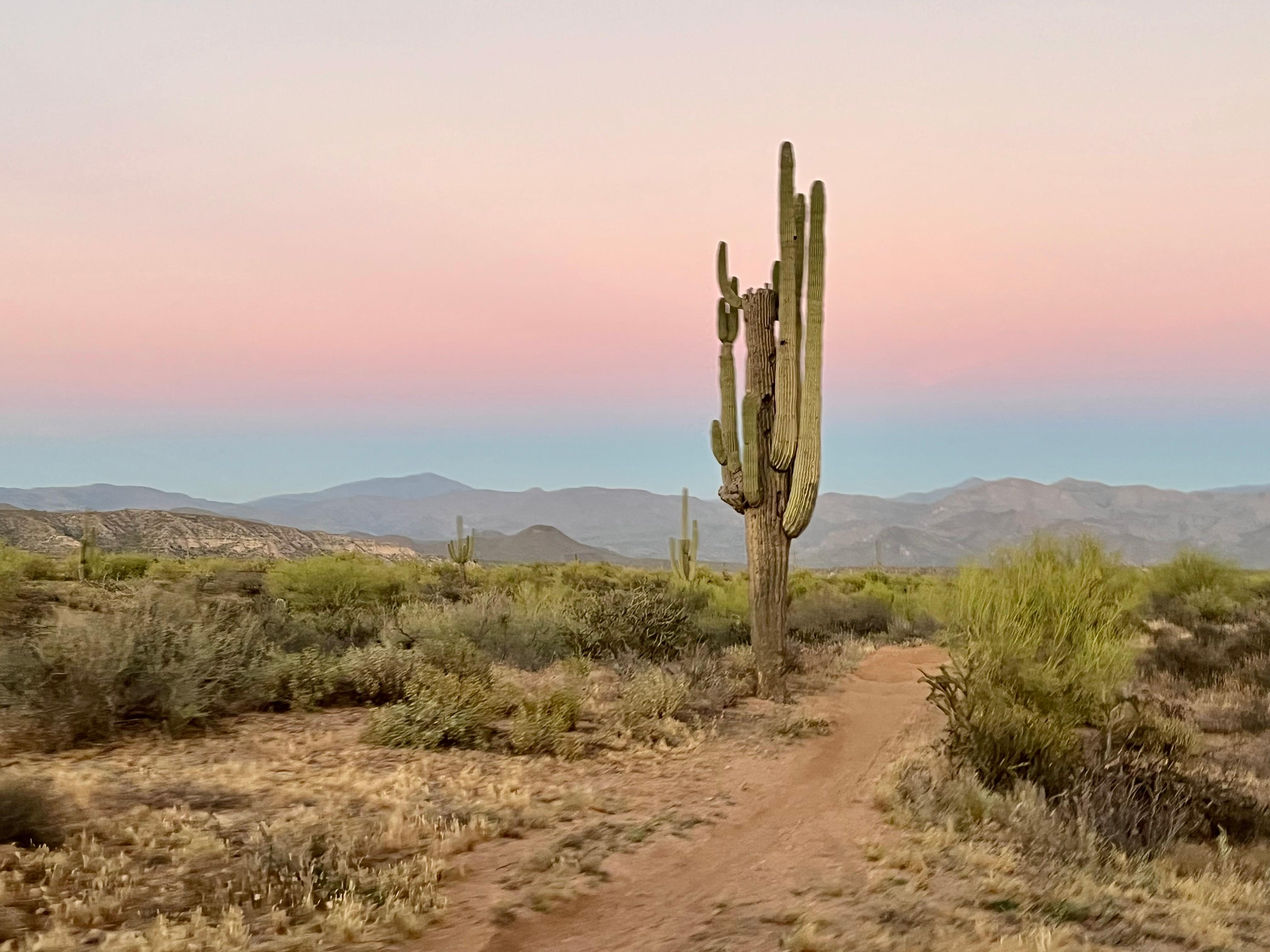Sonoran Desert Jeep Tour was amazing. Snapped this during sunset.