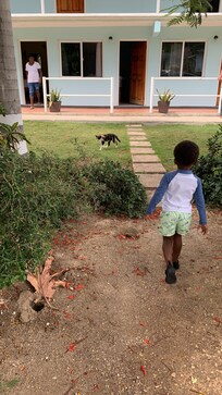 Outside. My children loved the cats