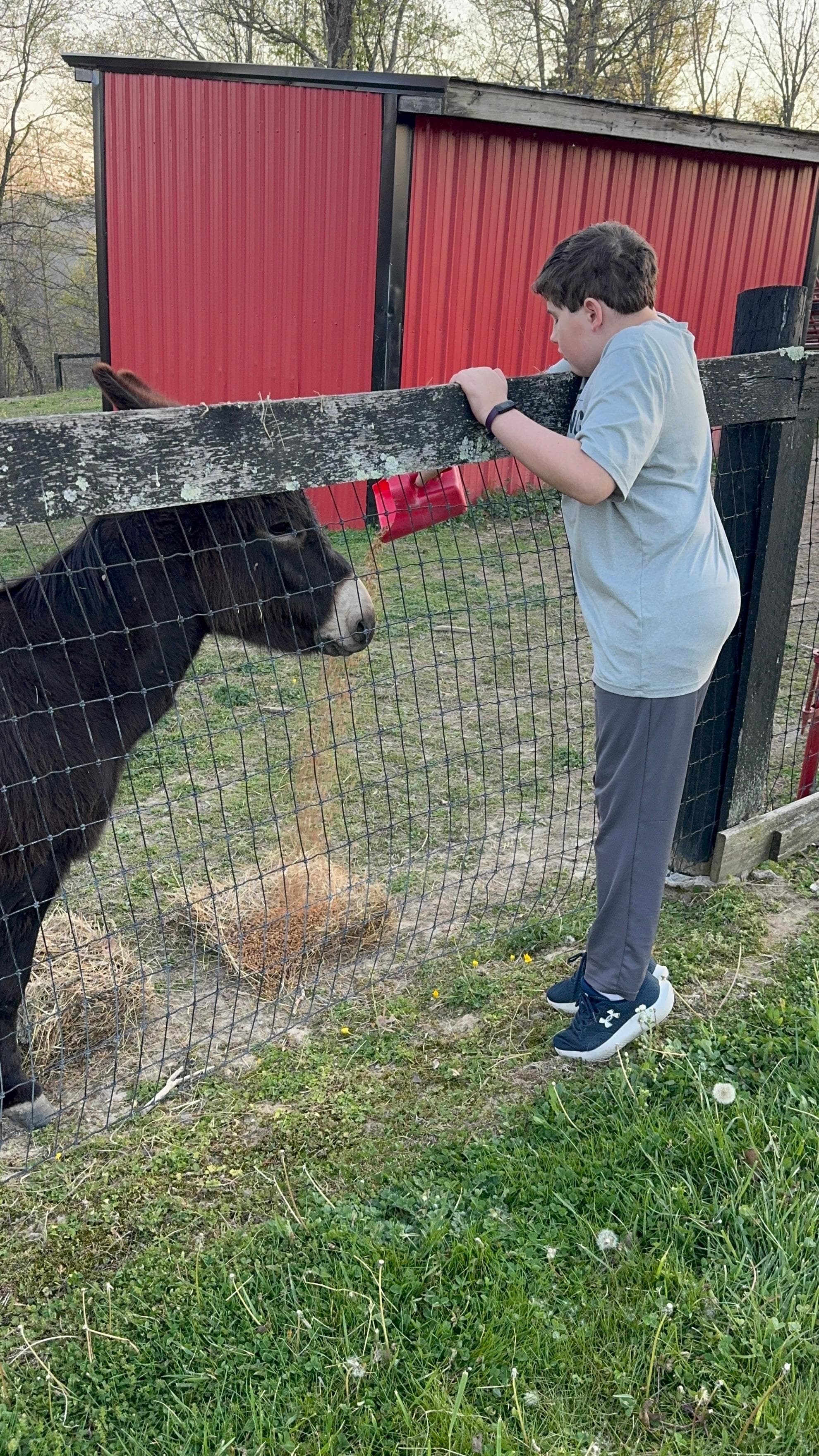 Feeding the donkeys!