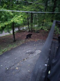 Bear walking up the yard beside our driveway on the first morning of our stay. Sorry for the blur, he was still in motion and my camera had a 3 second shutter, so that it could lighten the photo, causing motion blurring.
