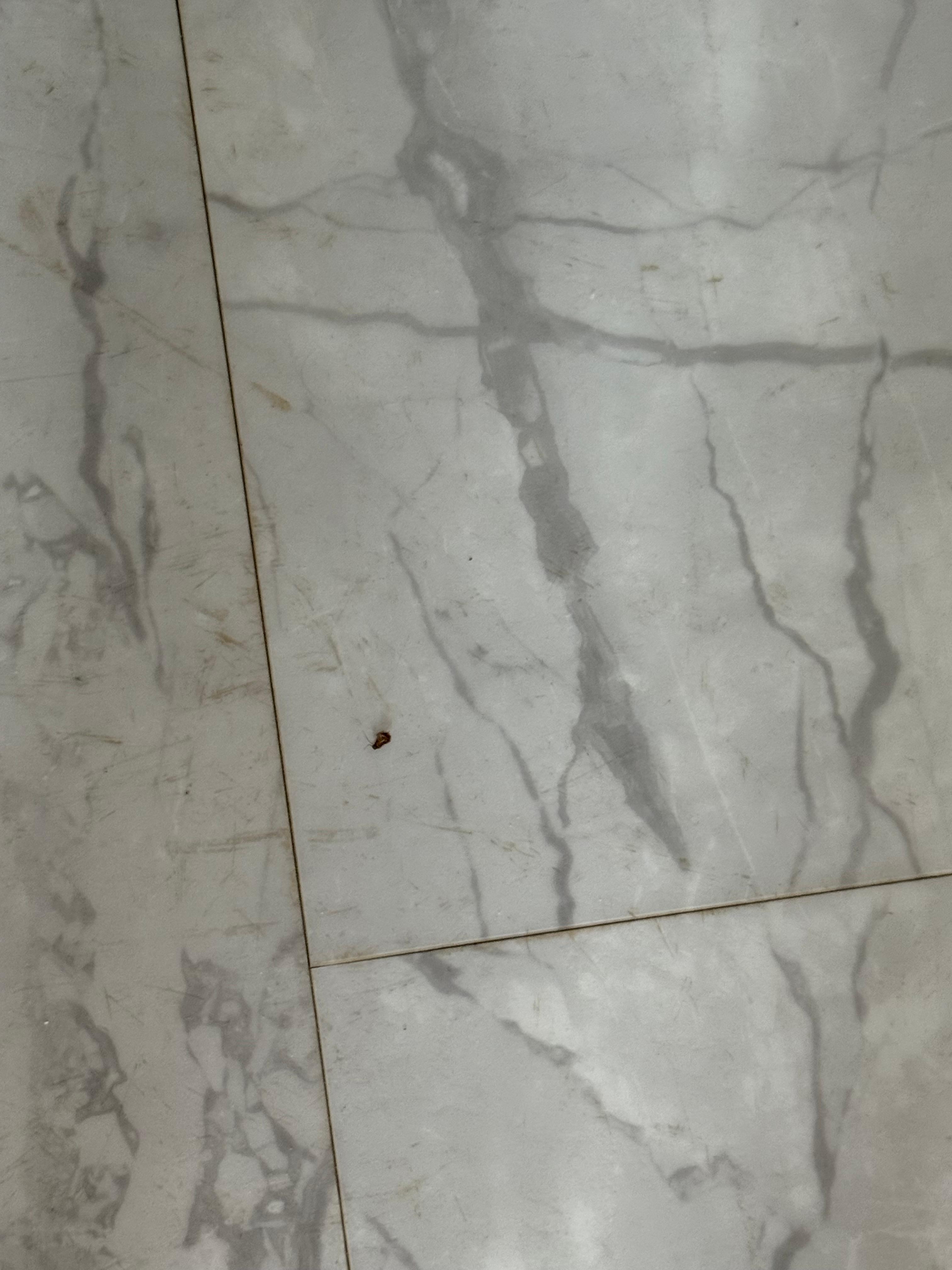 kitchen, beds, living room all infested with roaches 