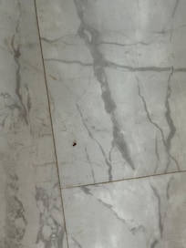 kitchen, beds, living room all infested with roaches