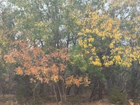 Pictures from the Greenway park in November