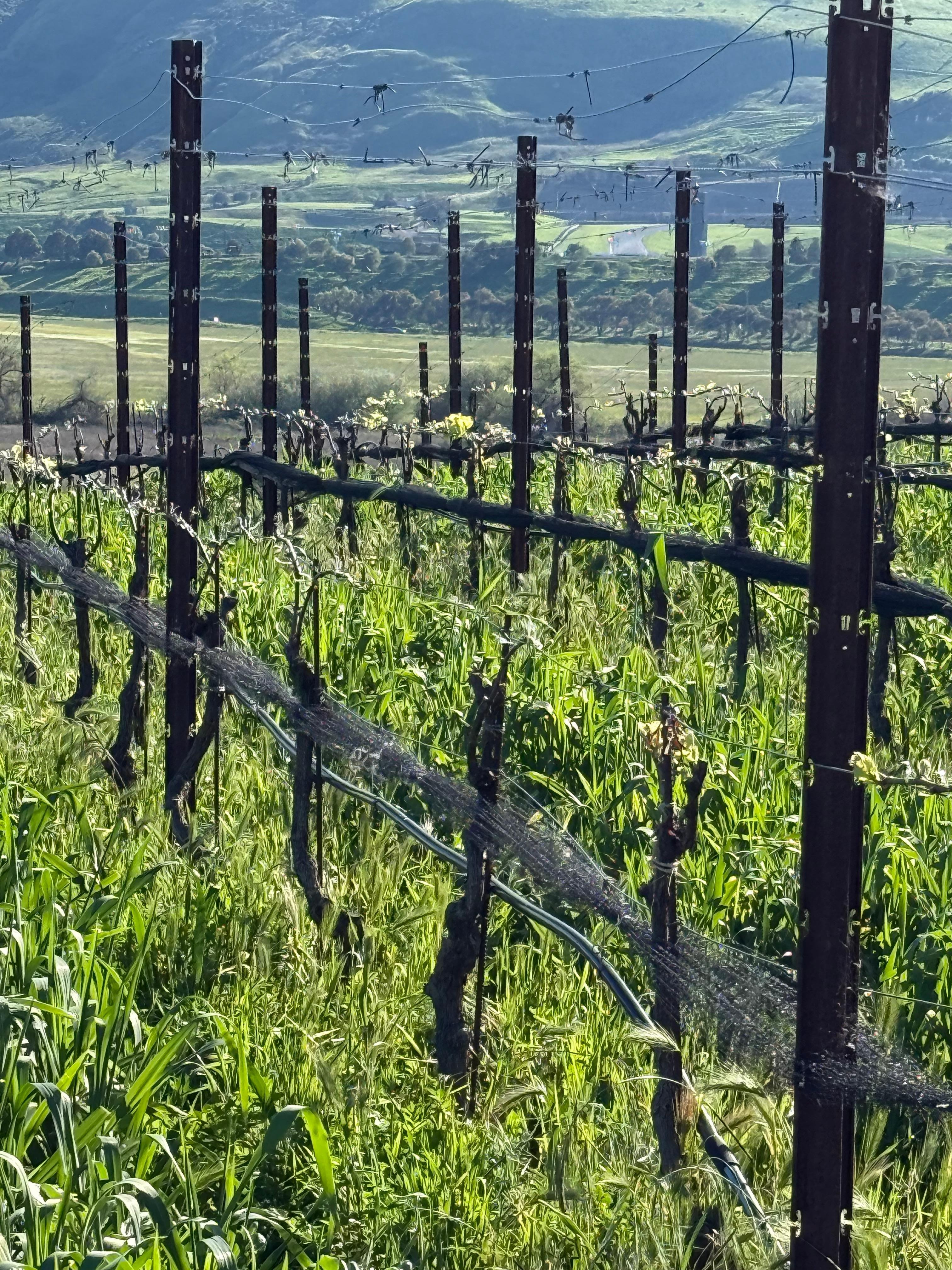 Sonoma vineyard 